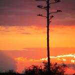 Sonnenuntergan Westküste